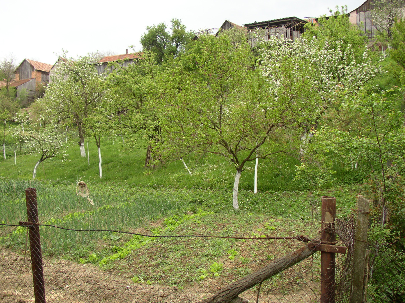 Užitková zahrada v obci